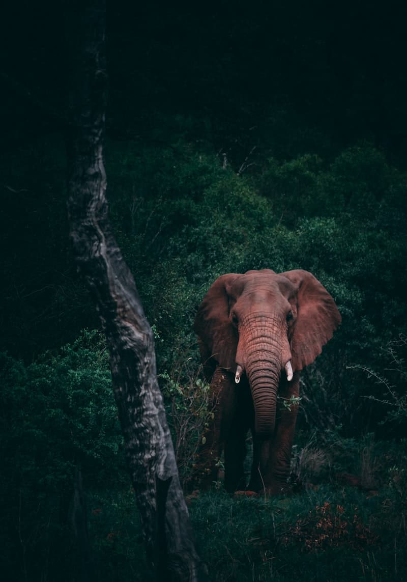 Safari en el Kruger