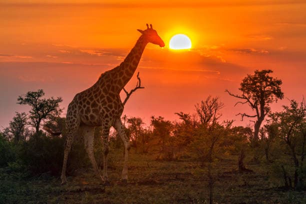 Ciudad y Safari en Sudáfrica - Image 1