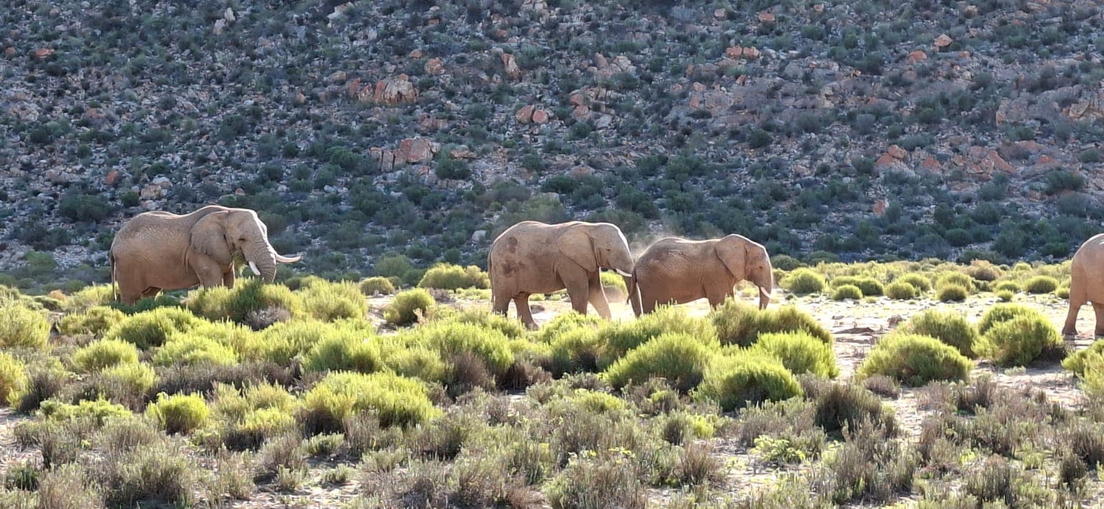 Safari africano: la combinación perfecta entre ciudad, naturaleza y aventura en Sudáfrica