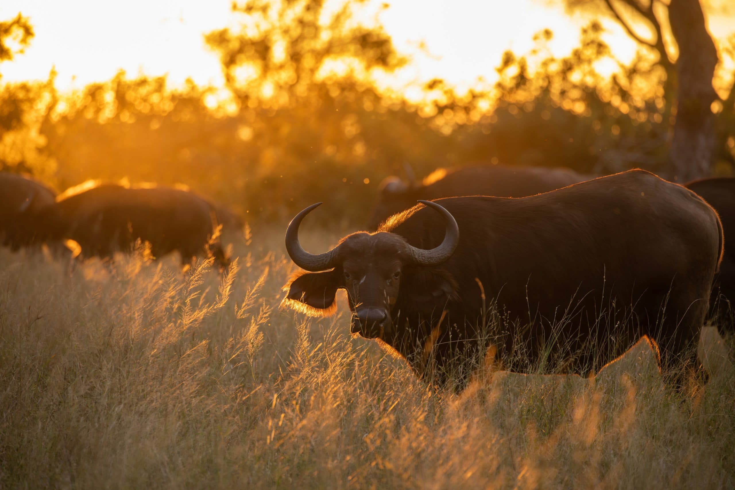The Big Five - Image 1